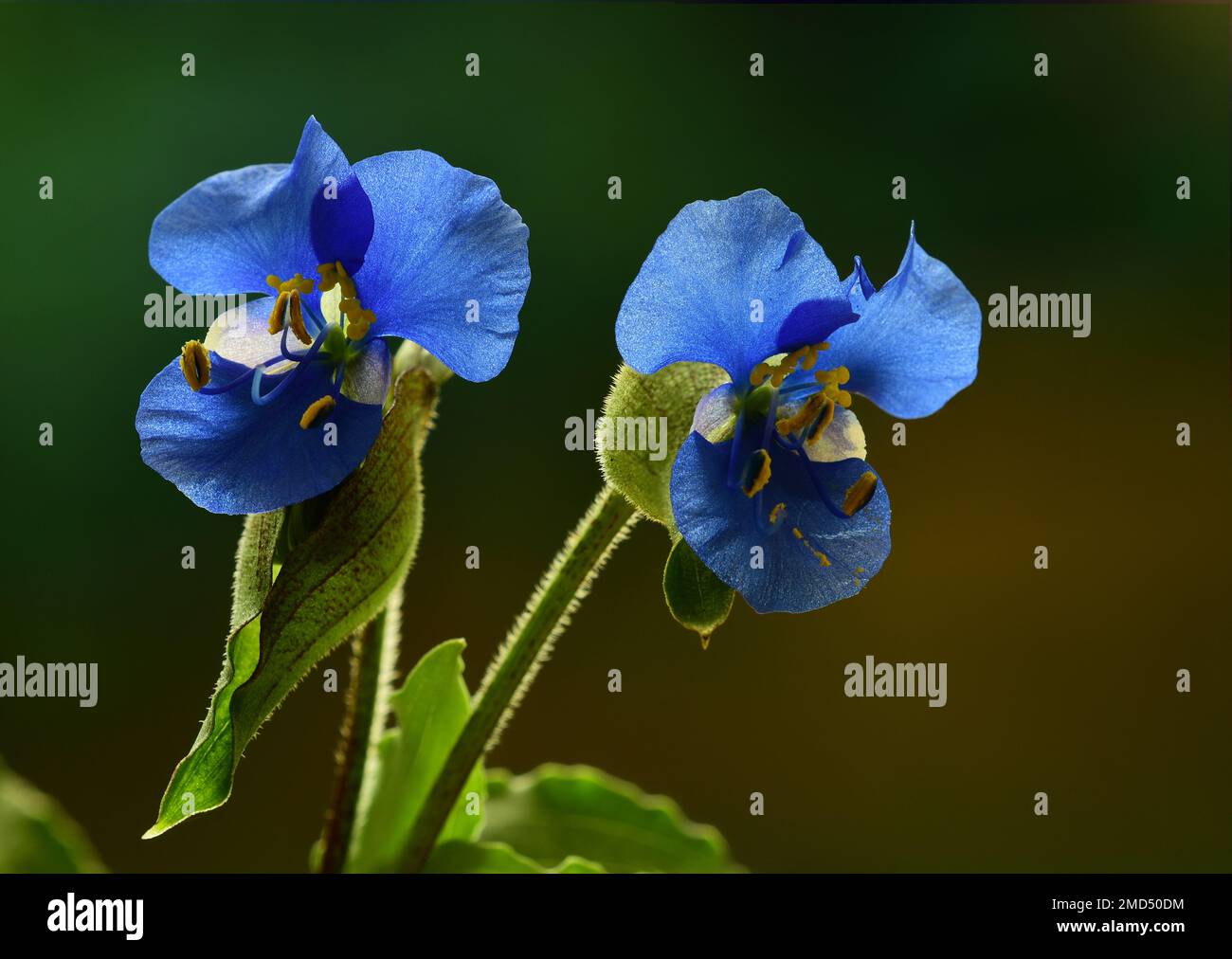 Macro of a bright blue elegant flower. Commelina Coelestis “Sleeping Beauty” on dark background Stock Photo