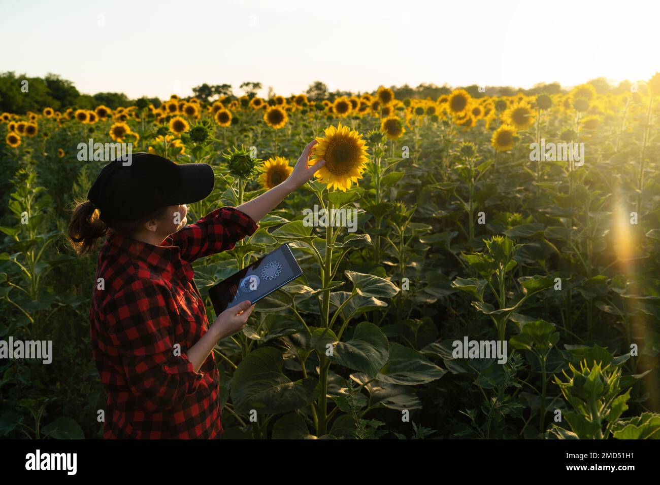 Woman farmer with a digital tablet at sunflower field at sunset . Smart farming and precision agriculture Stock Photo
