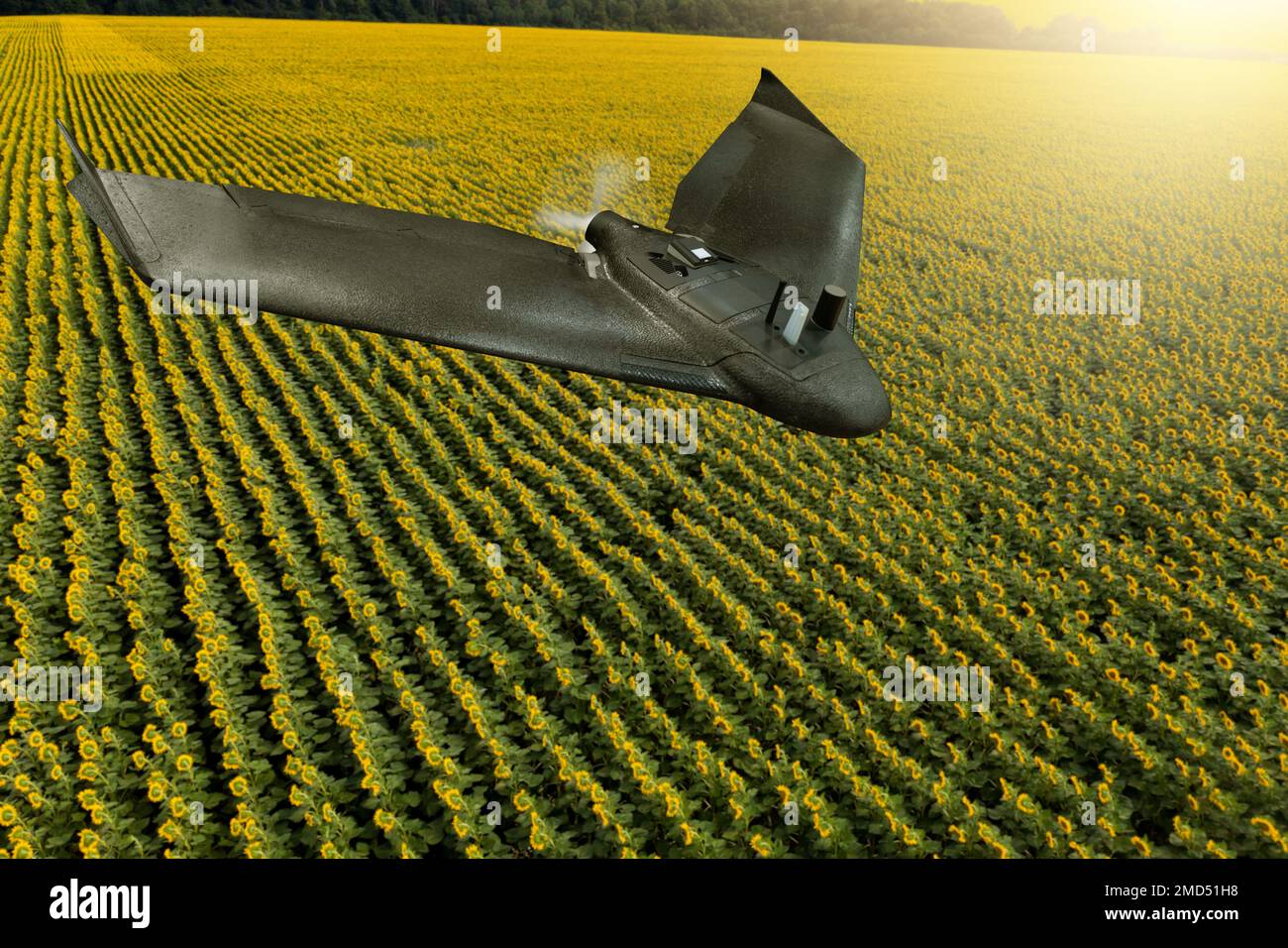 Drone flies over agricultural land. Smart farming Stock Photo