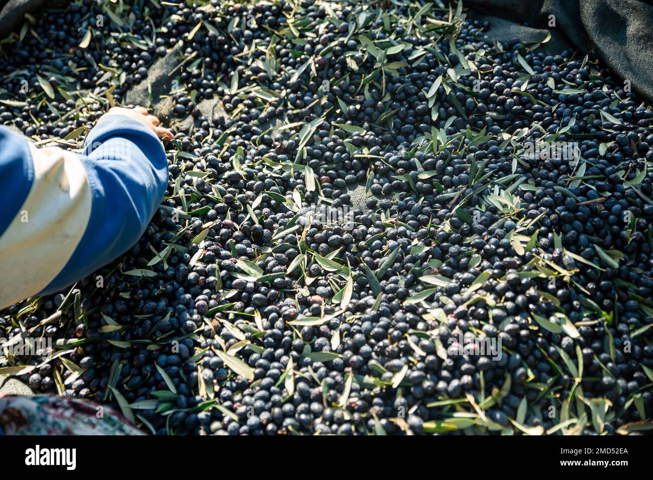 Olive picking time , Peasant Hands during Olives Harvesting , Farmer