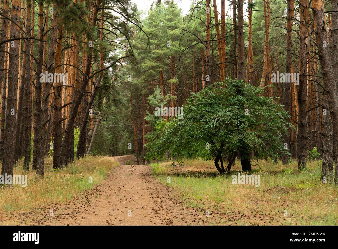 Path in the pine forest Stock Photo