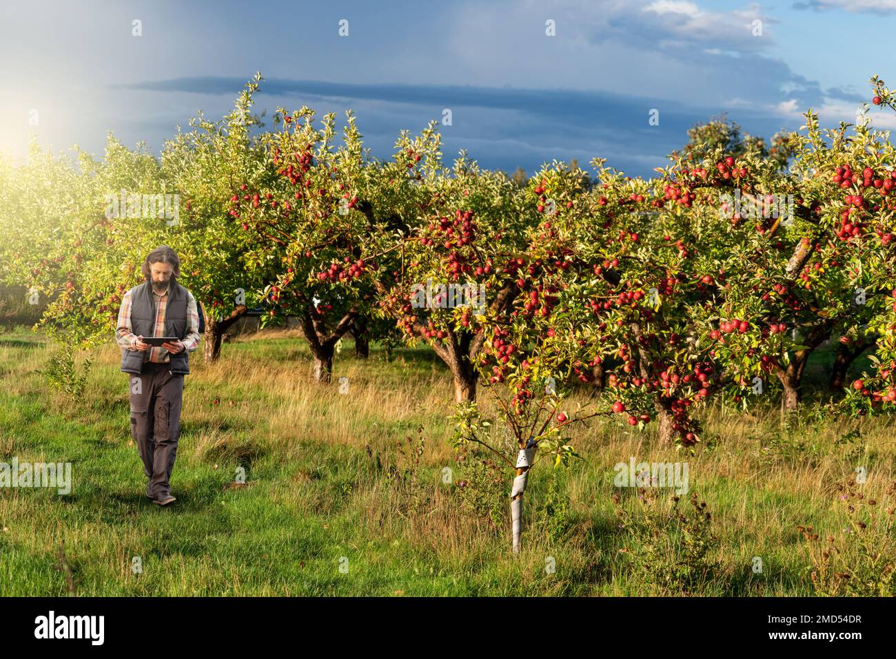 Farmer examines the garden of fruits and sends data to the cloud from the tablet. Smart farming and digital agriculture Stock Photo