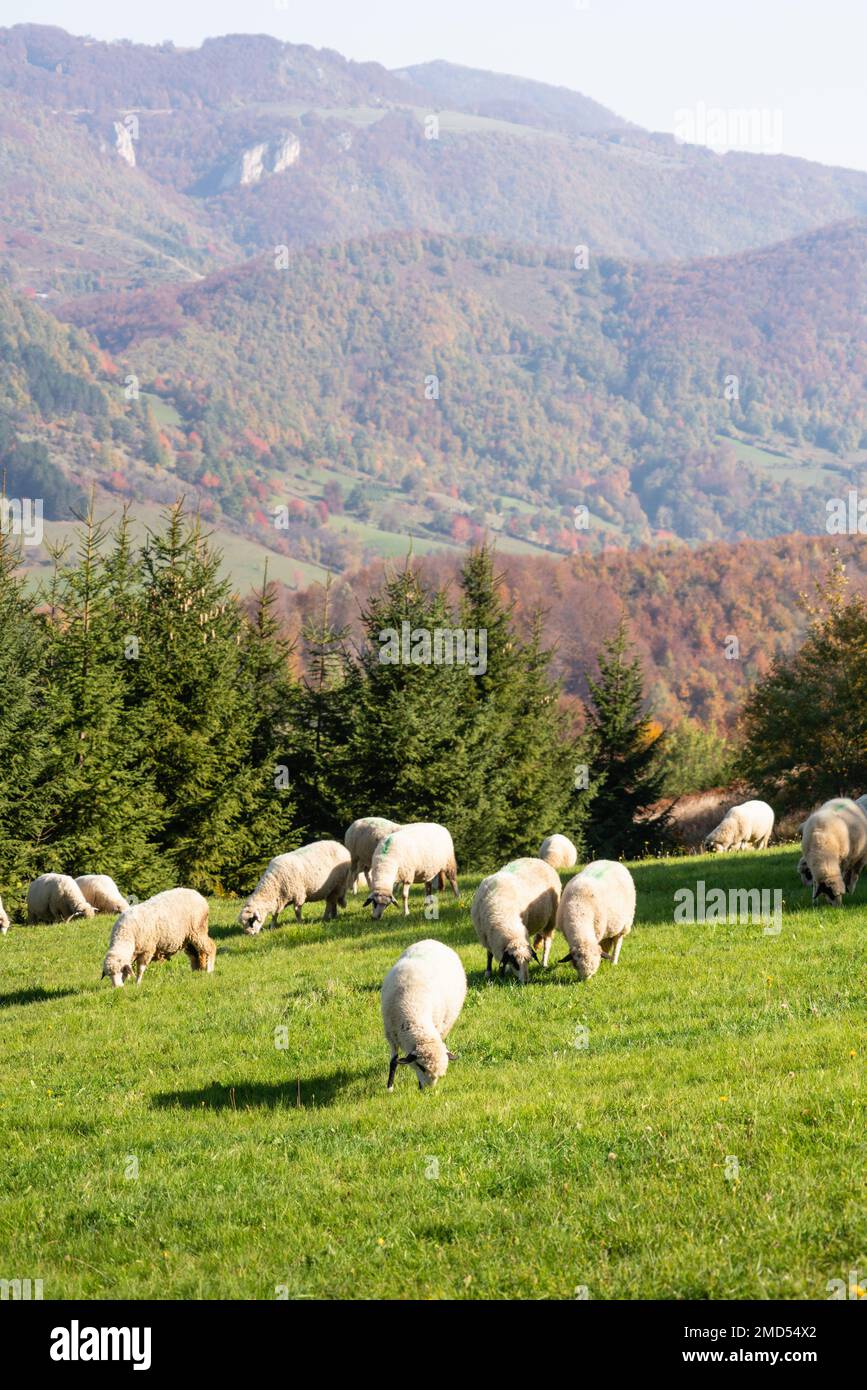 Sheep graze in a pasture in the mountains Stock Photo