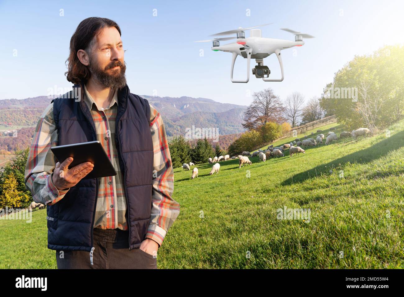 Farmer with digital tablet and drone herding sheep. Stock Photo