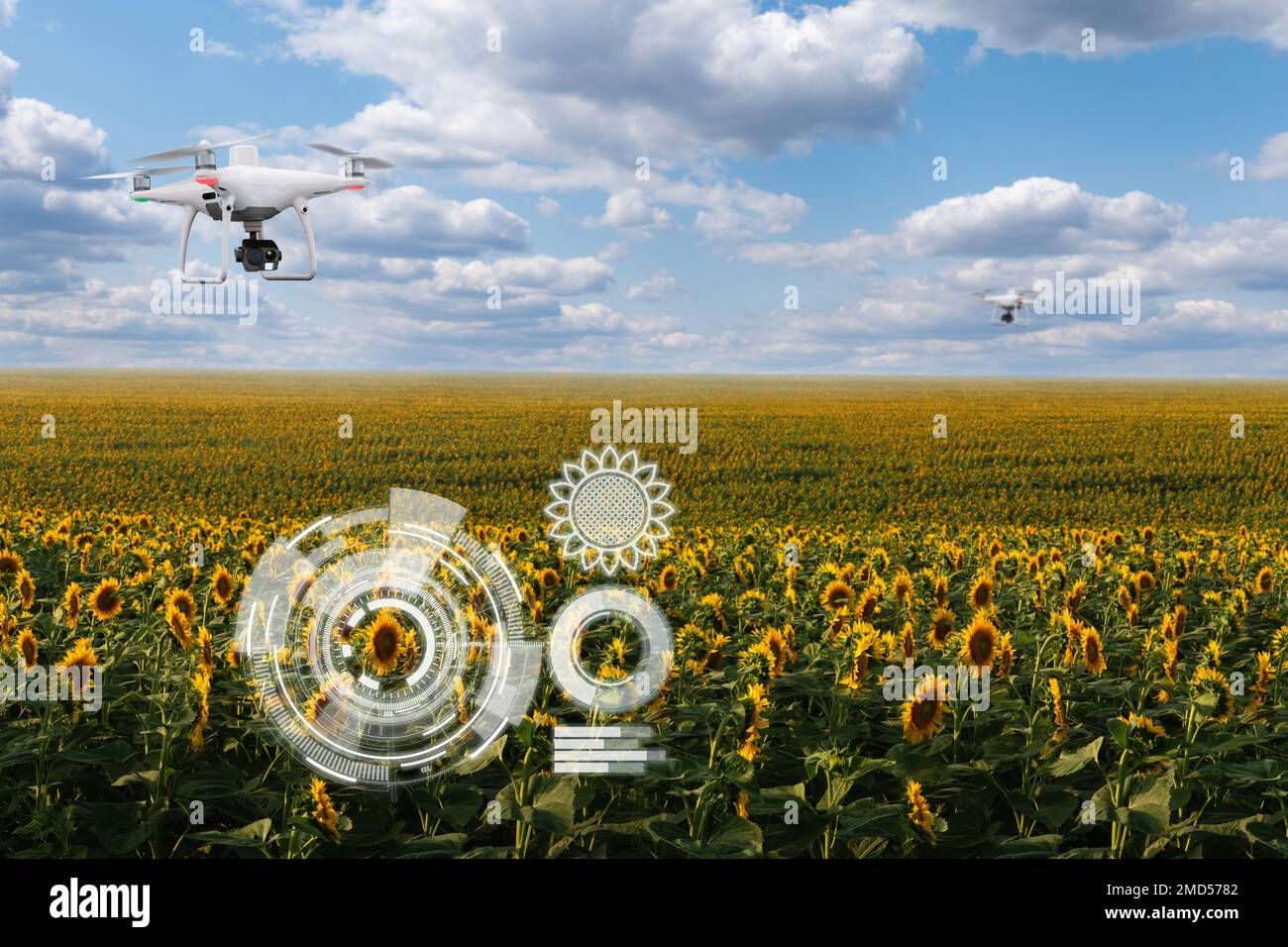 Drone flies over sunflower field and analyzes the ripeness of the crop. Concept of digital transformation in agriculture Stock Photo