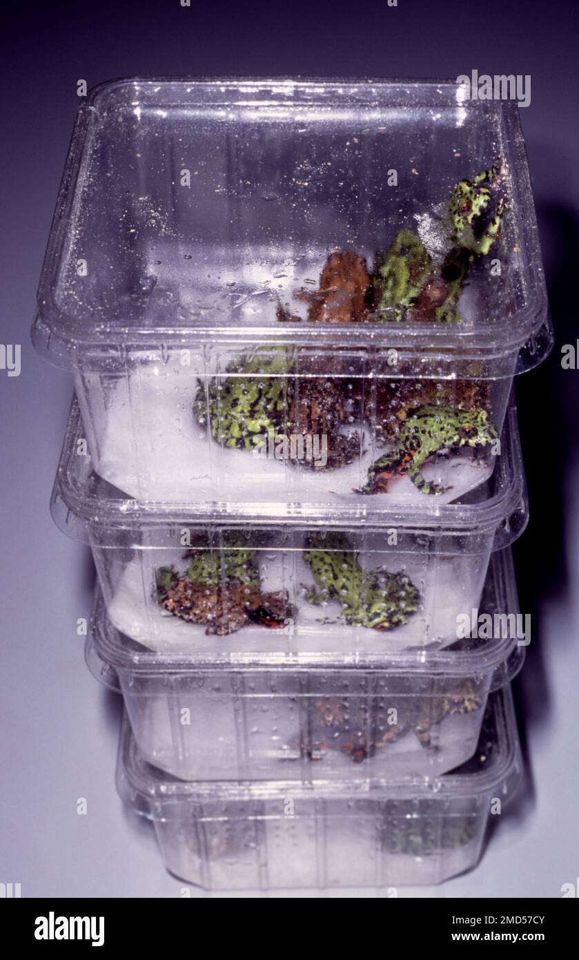 Oriental firebellied toad (Bombina orientalis) for sale in a herp