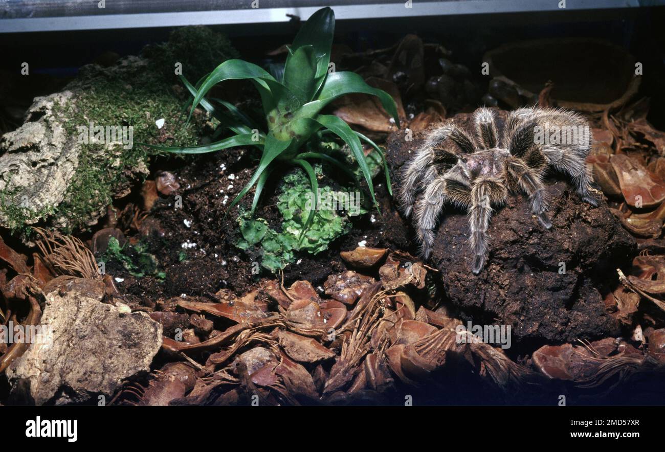 Tropical terrarium for tarantula spider (Brachypelma Stock Photo - Alamy