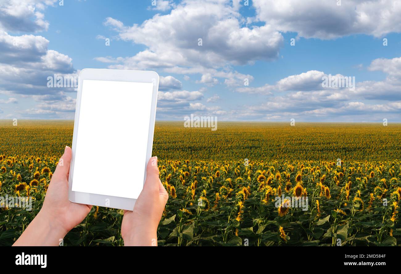 Hands with a digital tablet on the background of a field of sunflowers. Blank screen, space for your content Stock Photo