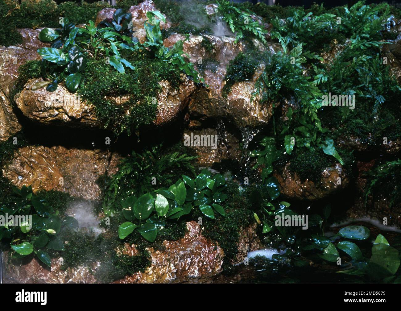 Tropical rain forest terrarium with ferns, orchids and marsh plants