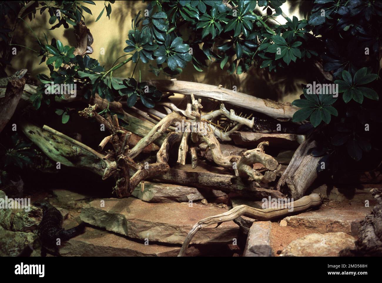 Tropical dry terrarium for lizards and snakes Stock Photo Alamy