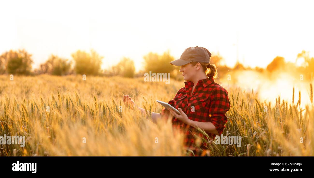 A woman farmer examines the field of cereals and sends data to the cloud from the tablet. Smart farming and digital agriculture.  Stock Photo