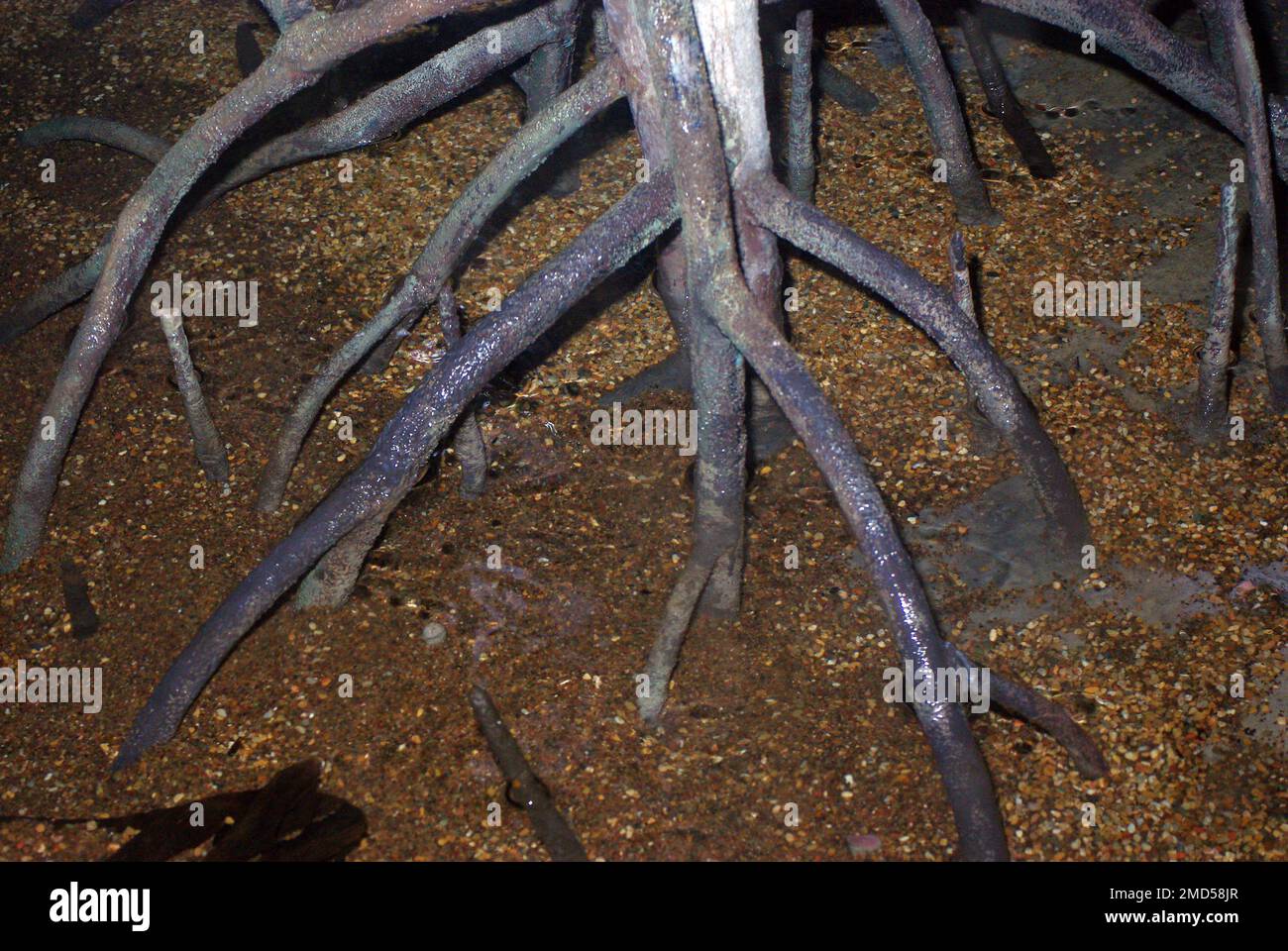 Mangrove terrarium (Rhizophora roots Stock Photo Alamy