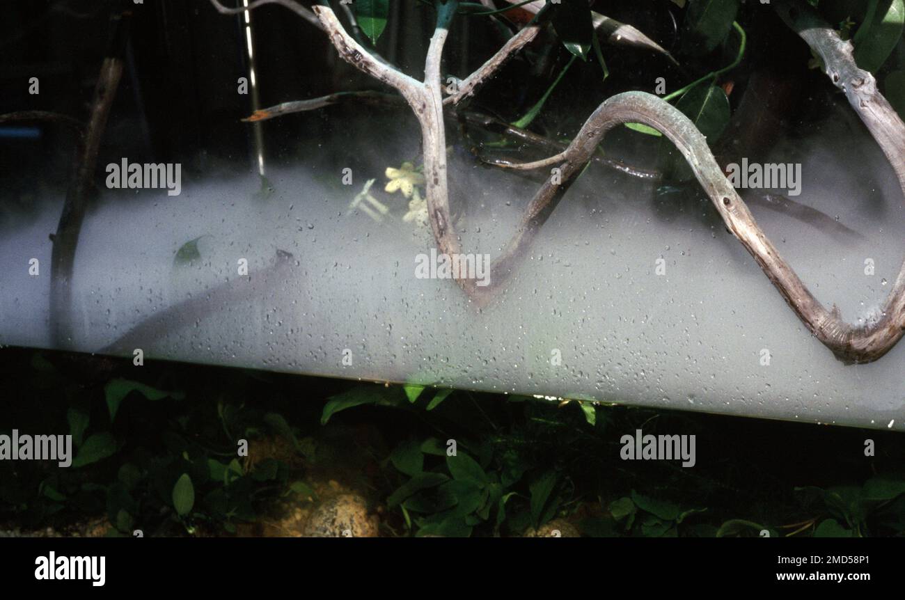 Artificial fog for aquaterrarium Stock Photo Alamy