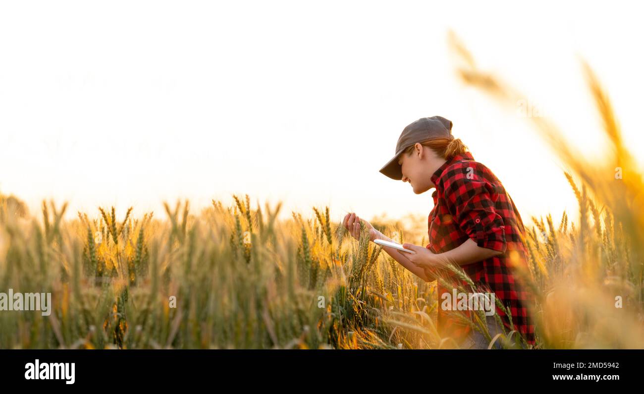 A woman farmer examines the field of cereals and sends data to the cloud from the tablet. Smart farming and digital agriculture.  Stock Photo