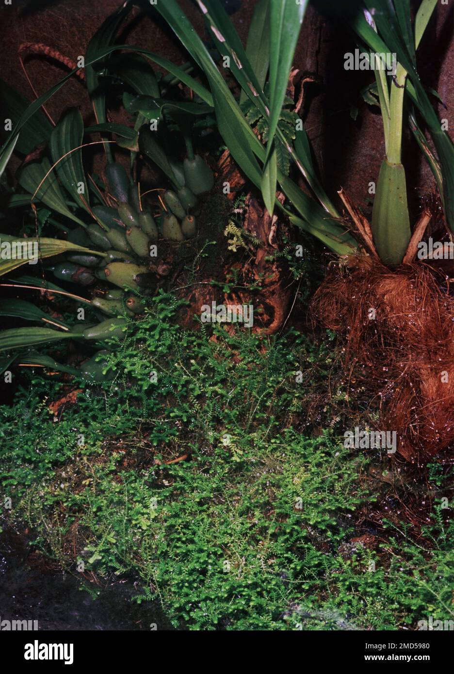 Java moss (Vesicularia dubyana) Stock Photo