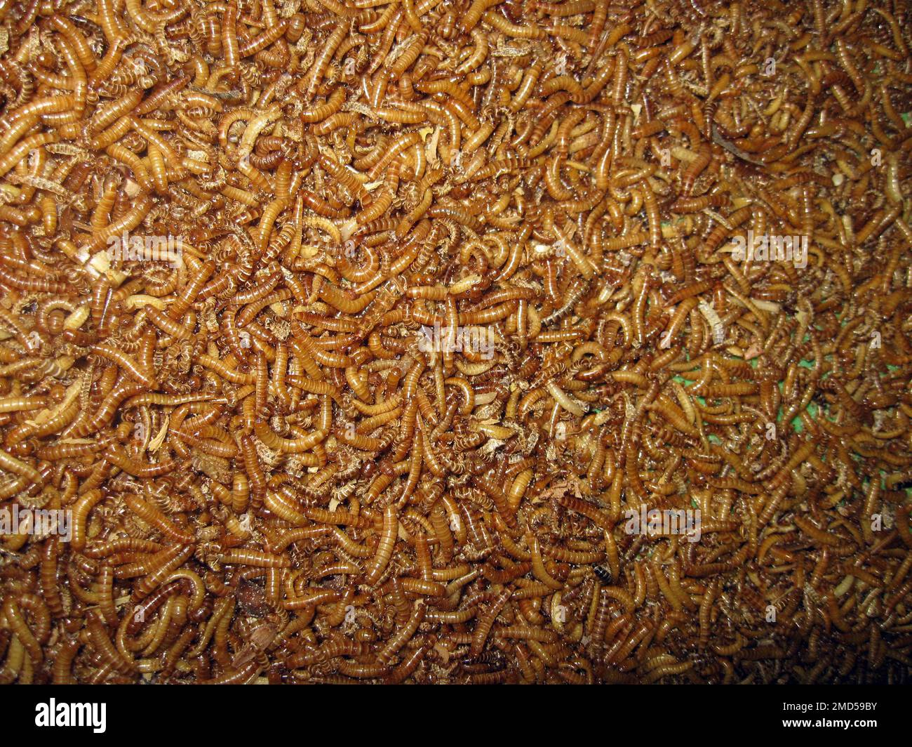 The yellow mealworm, Tenebrio molitor Stock Photo Alamy