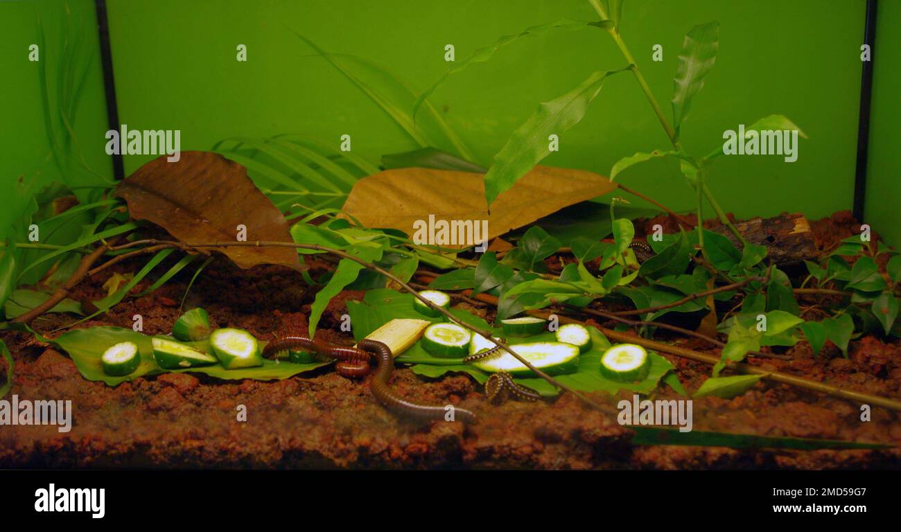 Terrarium for millipede (class Diplopoda Stock Photo Alamy