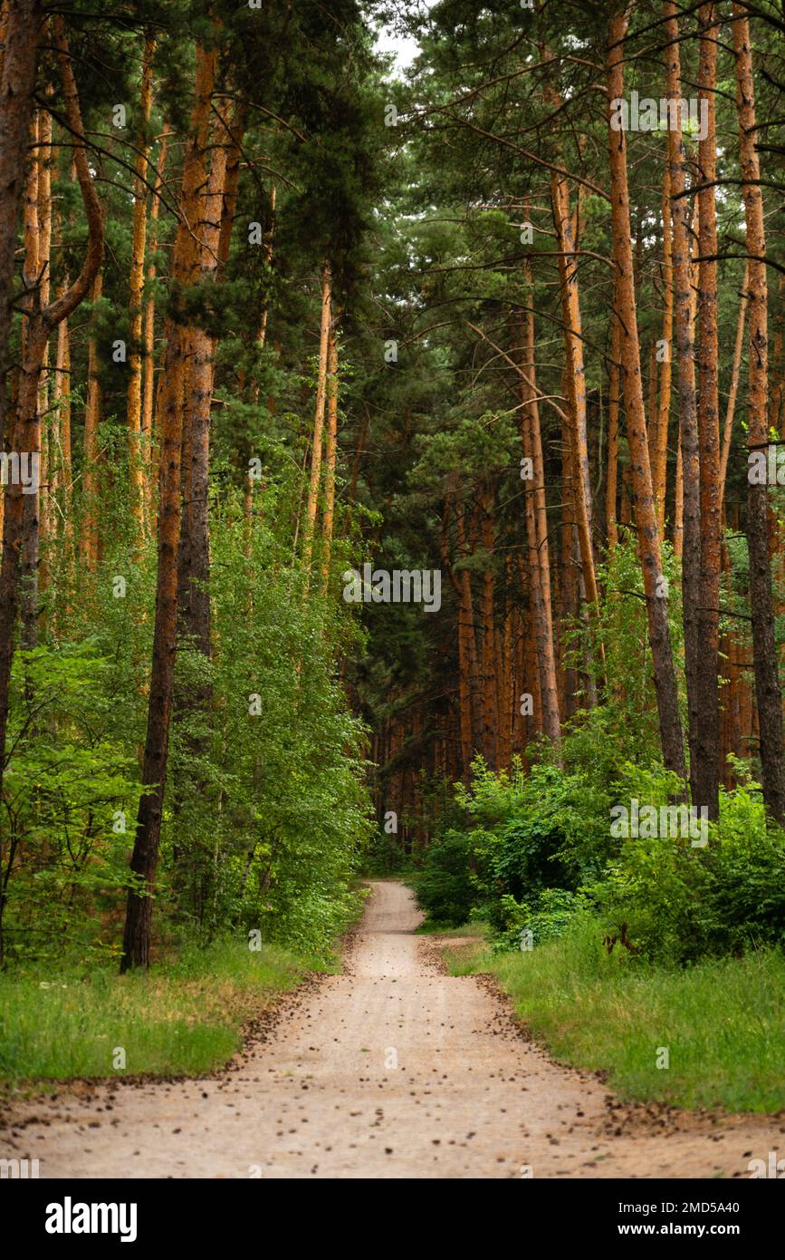 Path in the pine forest Stock Photo