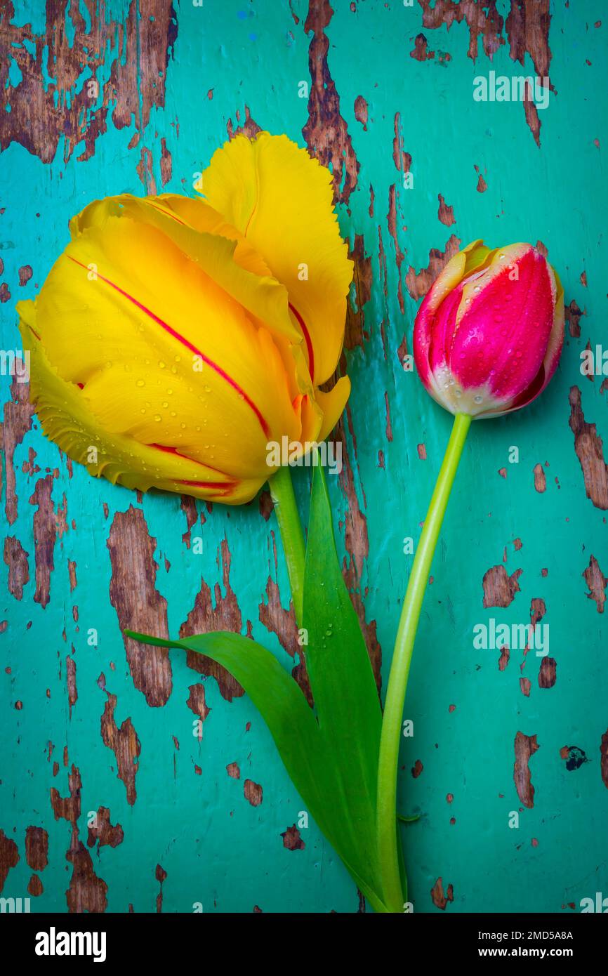 Two Yellow Red Tulips Stock Photo