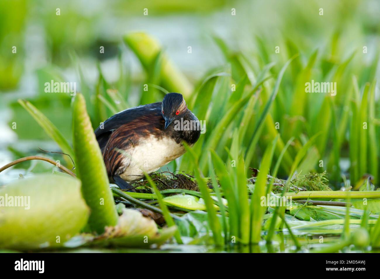 Black-necked grebe also known as eared grebe (Podiceps nigricollis) sitting on its nest built on lilly leaves and other vegetation Stock Photo