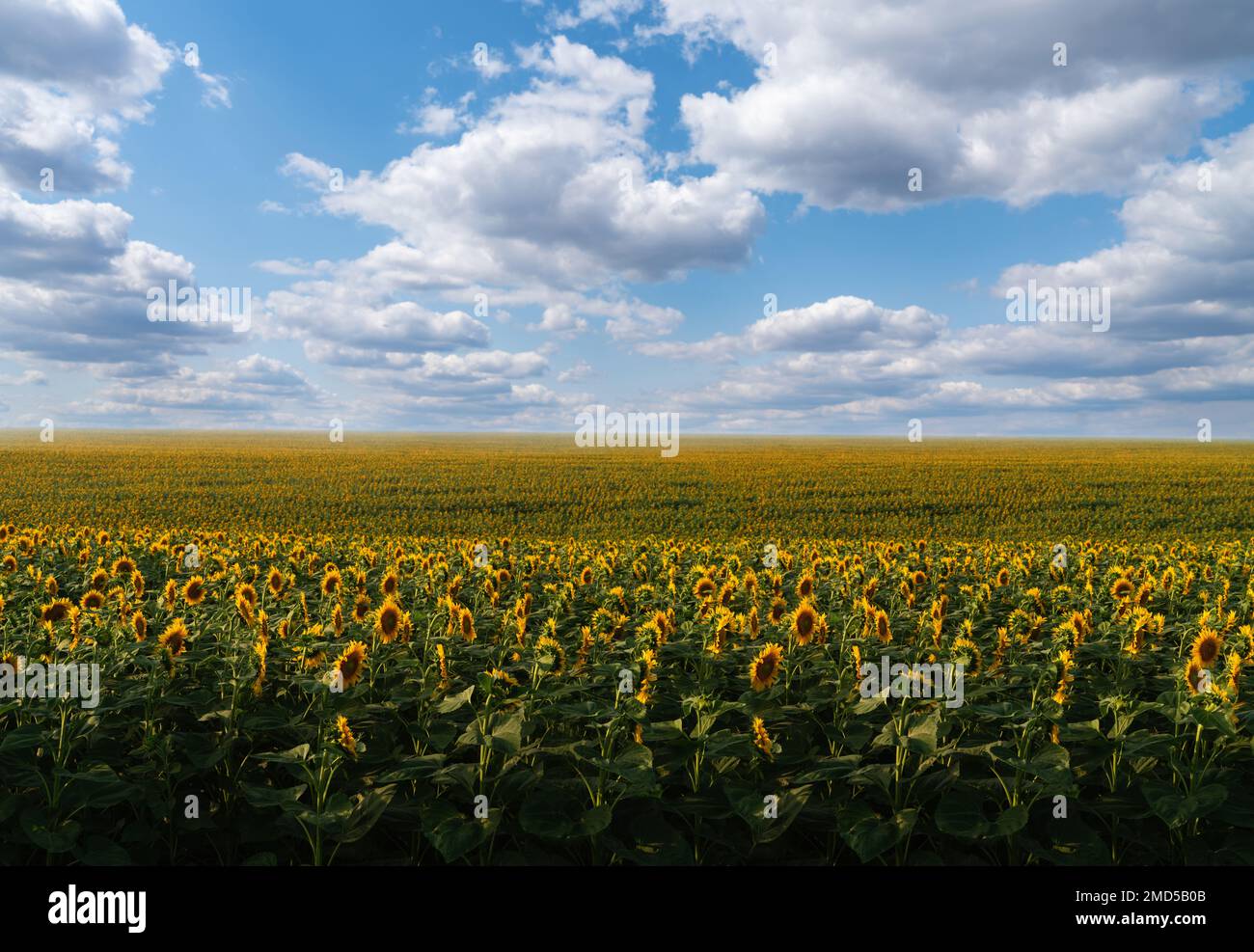 Agricultural Field of yellow sunflowers Stock Photo