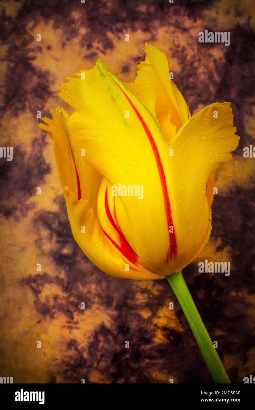 Moody French Tulip Stock Photo