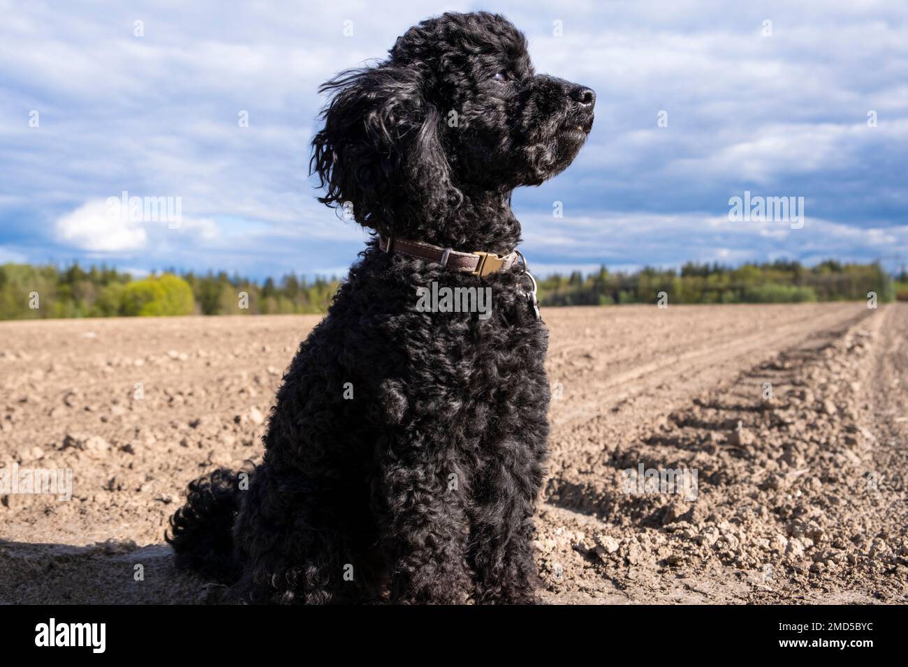 Portrait toy poodle puppy against hi res stock photography and