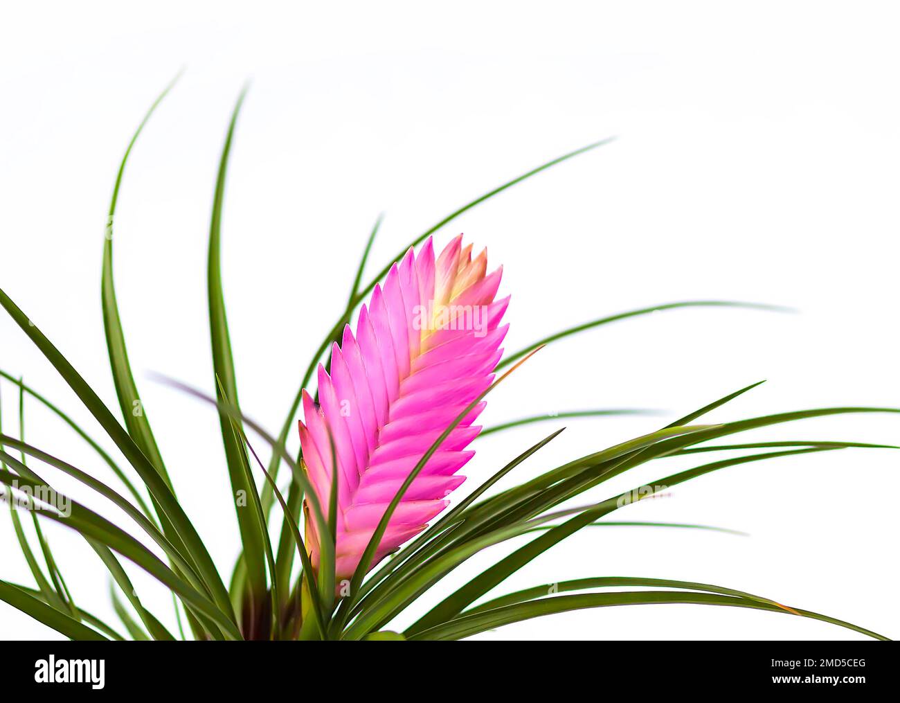 Blooming pink flower or Tillandsia cyanea house plant. Stock Photo