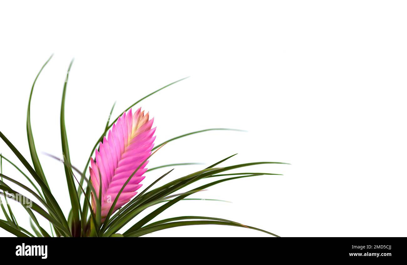 Blooming pink flower or Tillandsia cyanea house plant. Stock Photo