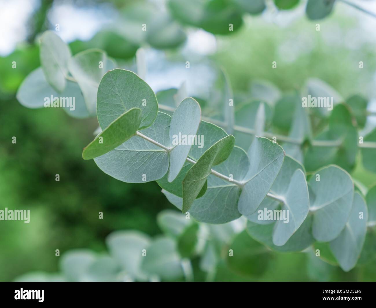 Eucalyptus Plant In Garden