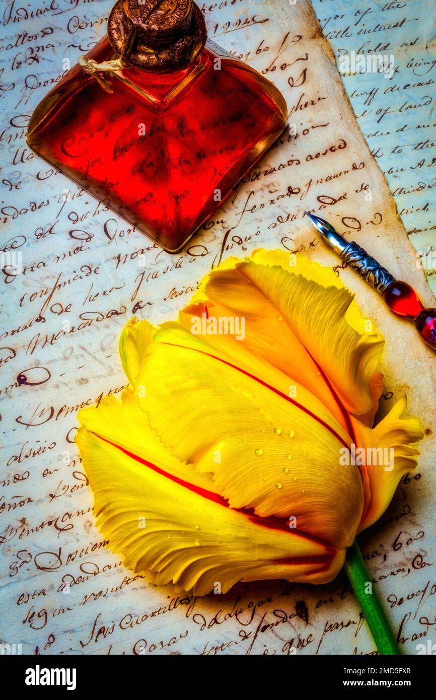 French Tulip On Old Letters Stock Photo