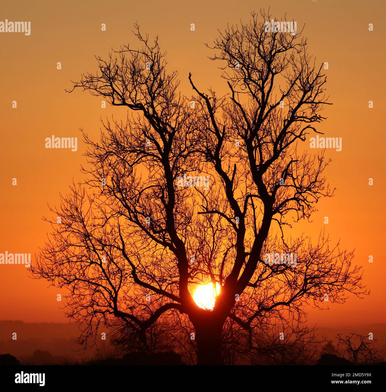 Tree silhouette against a dramatic sunrise sky Stock Photo - Alamy