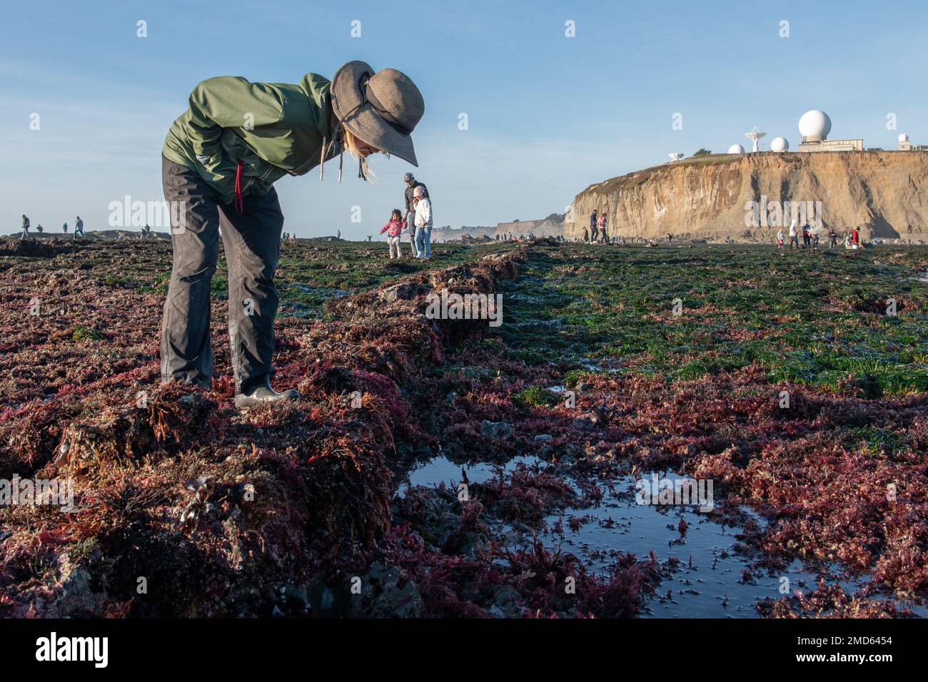 Tide pooling is a popular outdoor activity at low tide in California, here visitors search tidepools for animals at Pillar Point bluff. Stock Photo