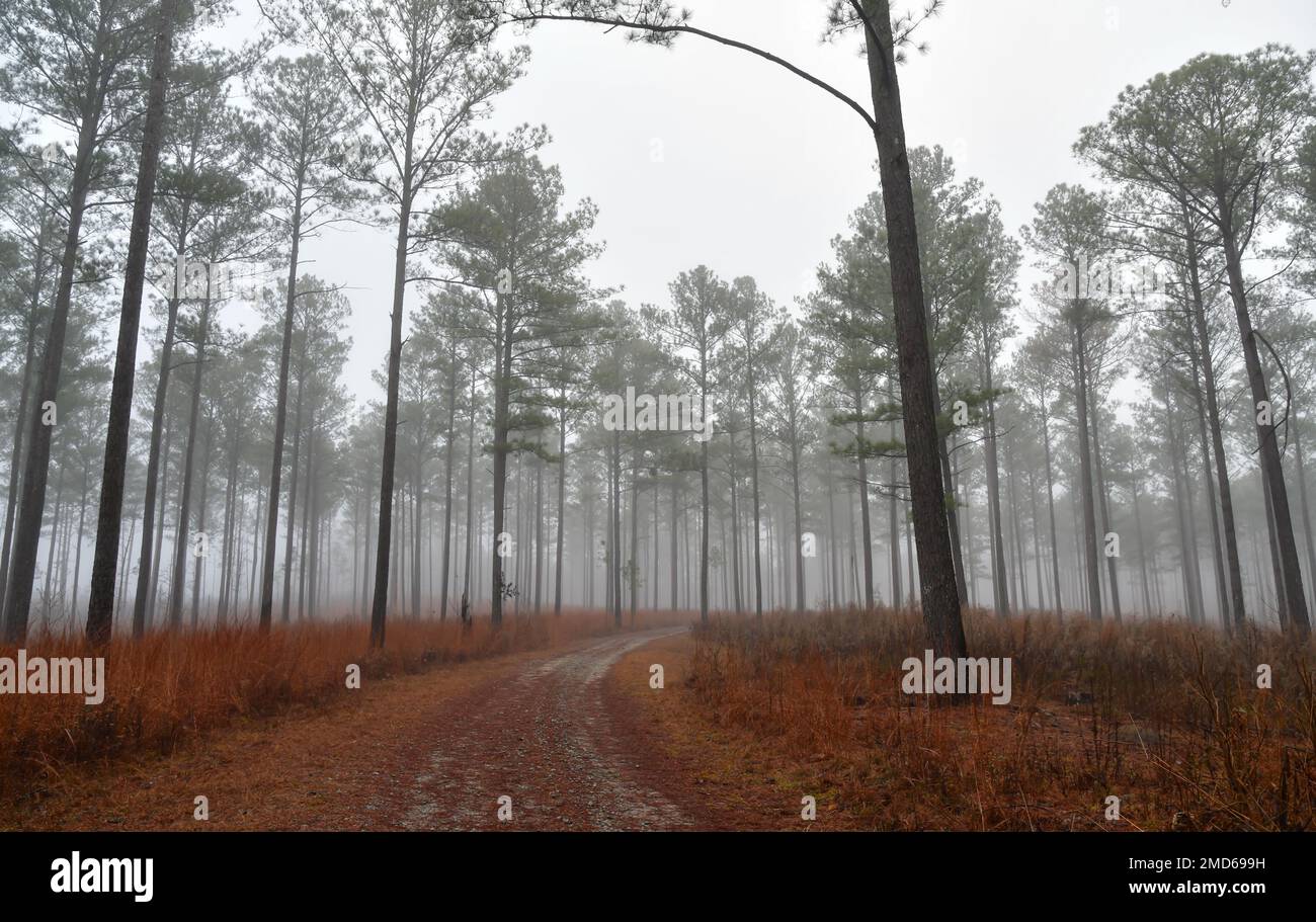 Empty dirt road path through the fog and tall pine trees Stock Photo ...