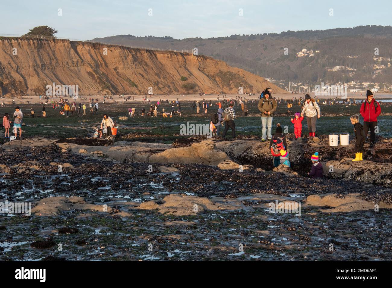 During the king tide in the San Francisco bay area crowds of people gather at Pillar Point to harvest mussels & other marine life. Stock Photo