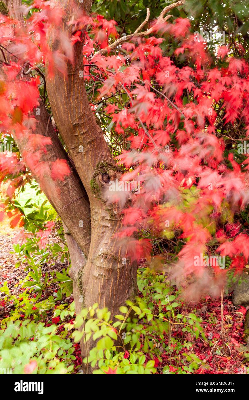 Trees in colourful autumnal foliage with motion blur Stock Photo