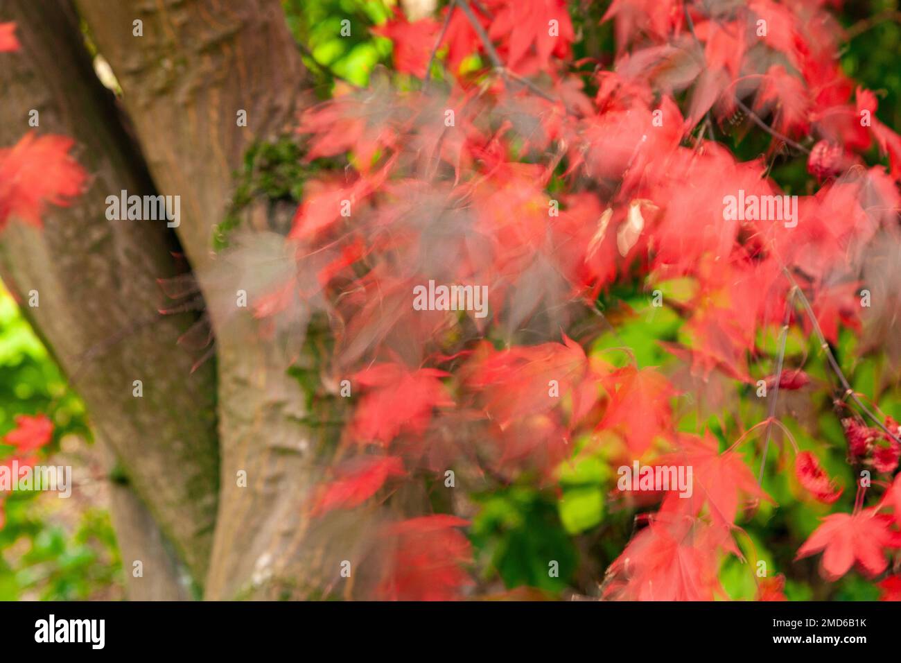 Trees in colourful autumnal foliage with motion blur Stock Photo