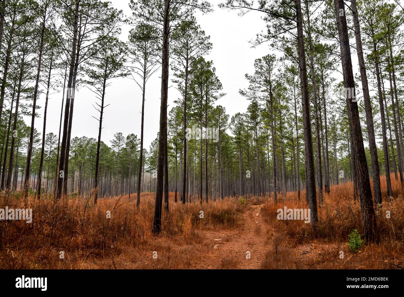 dirt path hiking trail through the tall pine tree forest Stock Photo ...