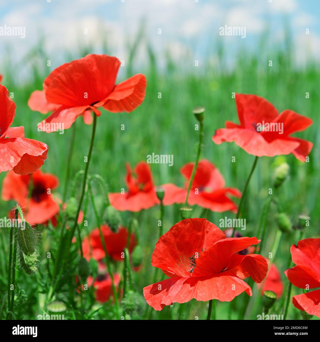 red poppies on green field Stock Photo
