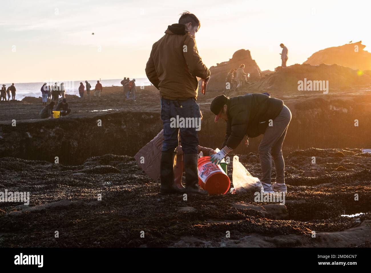 During the king tide in the San Francisco bay area crowds of people gather at Pillar Point to harvest mussels & other marine life. Stock Photo