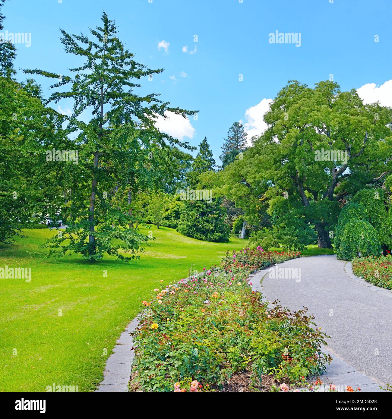 Footpath in a summer park Stock Photo
