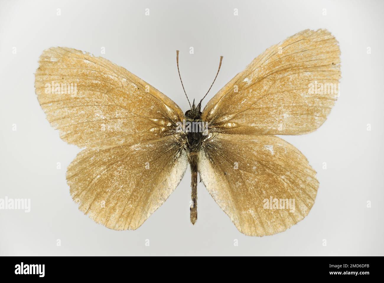 The common ringlet, Coenonympha tullia, (family Satyrinae), a butterfly. Lower side of a 50 years old specimen from butterfly collection. Stock Photo