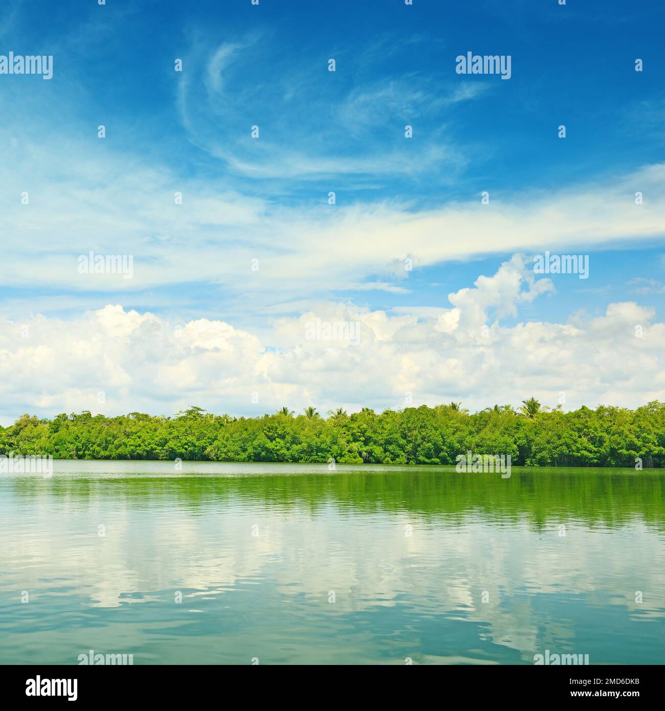 Equatorial mangroves in the lake Stock Photo