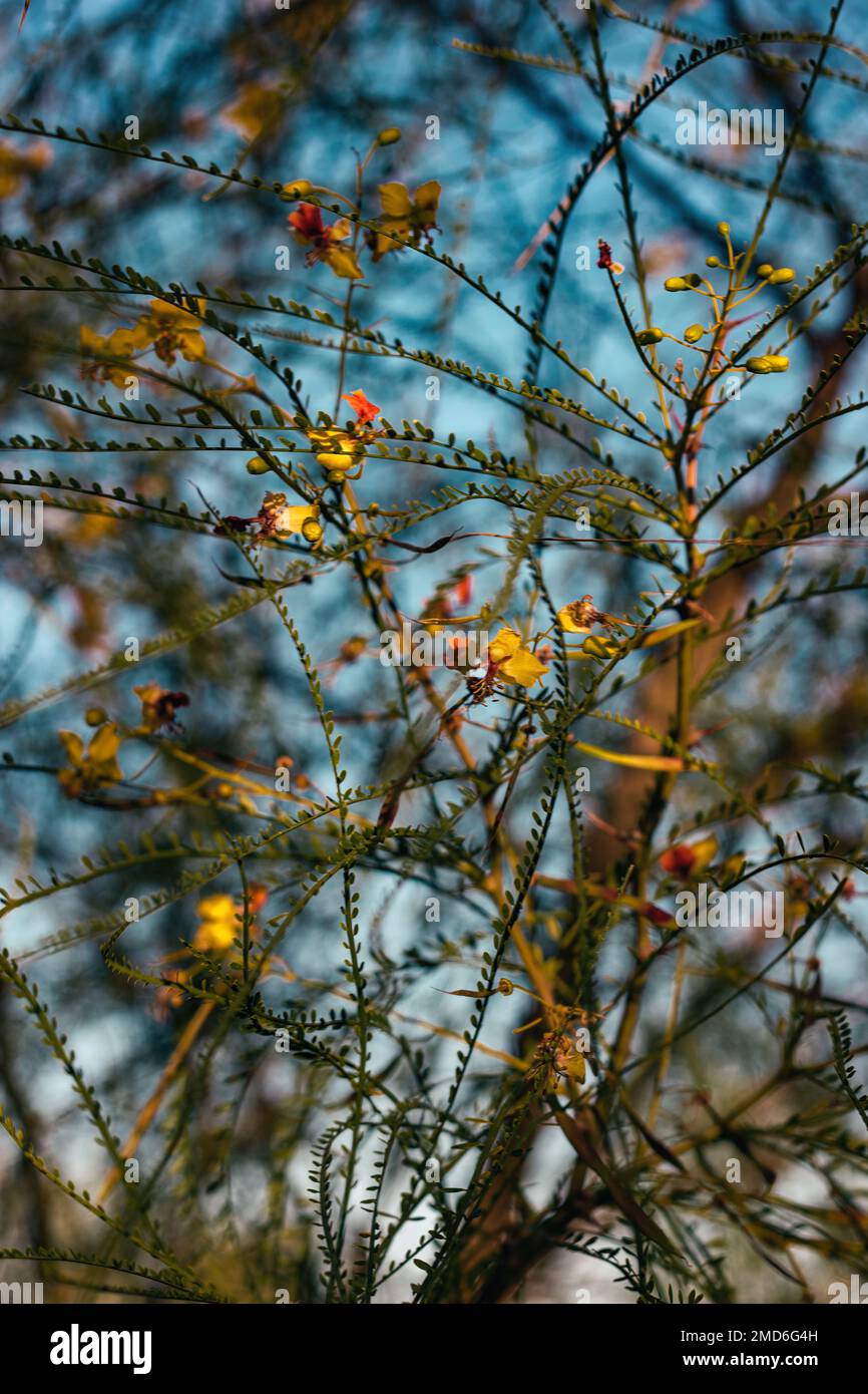 A closeup view of leaflets and flowers of Parkinsonia aculeata tree- perfect for background use Stock Photo