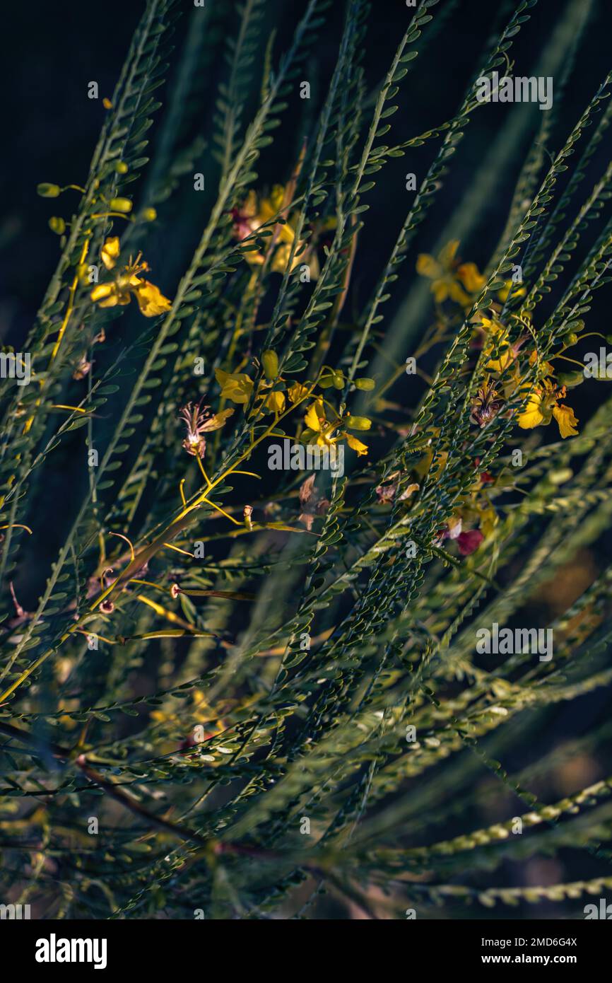 A closeup view of leaflets and flowers of Parkinsonia aculeata tree- perfect for background use Stock Photo