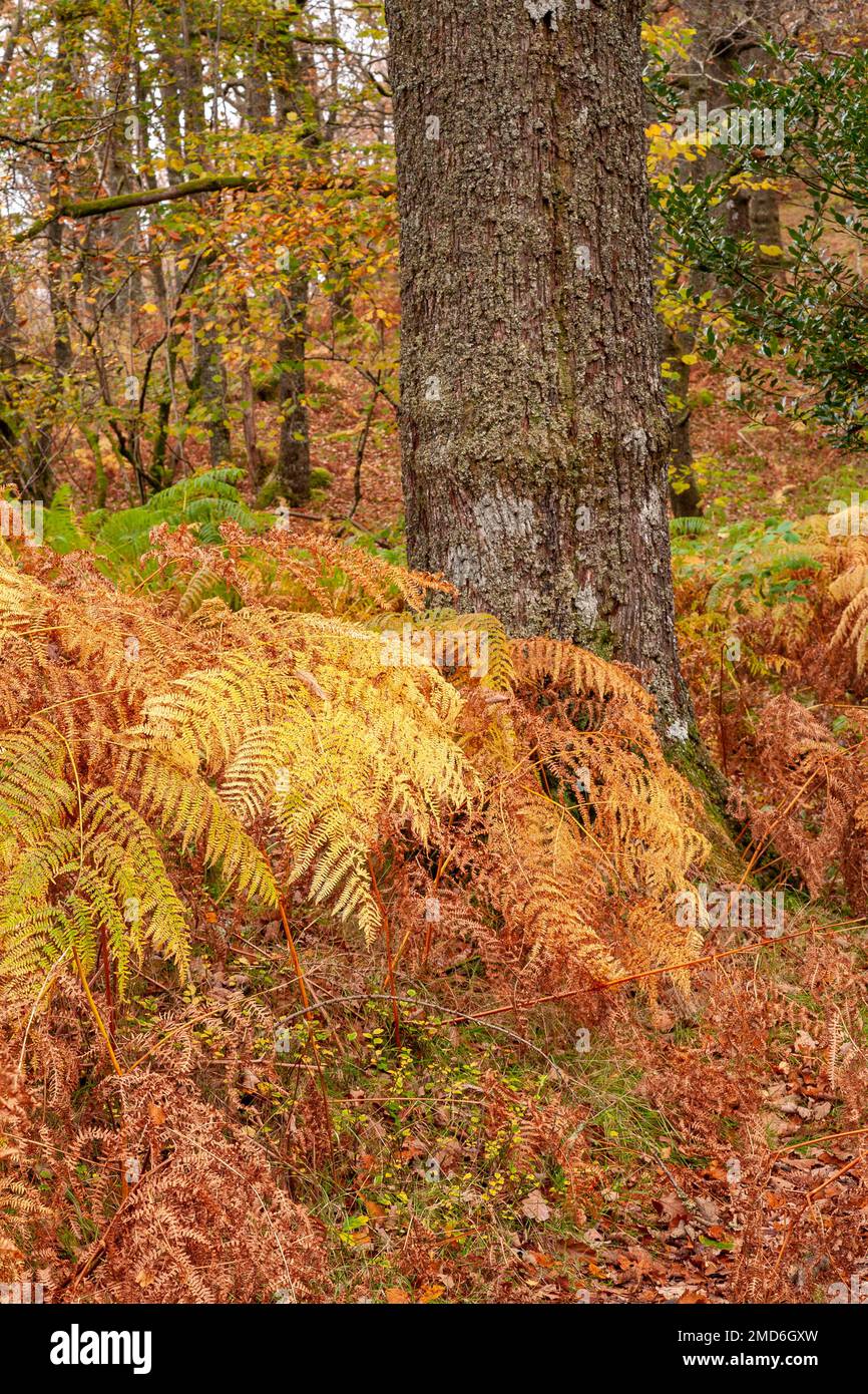 Tree trunk and bracken in colourful autumnal colours Stock Photo