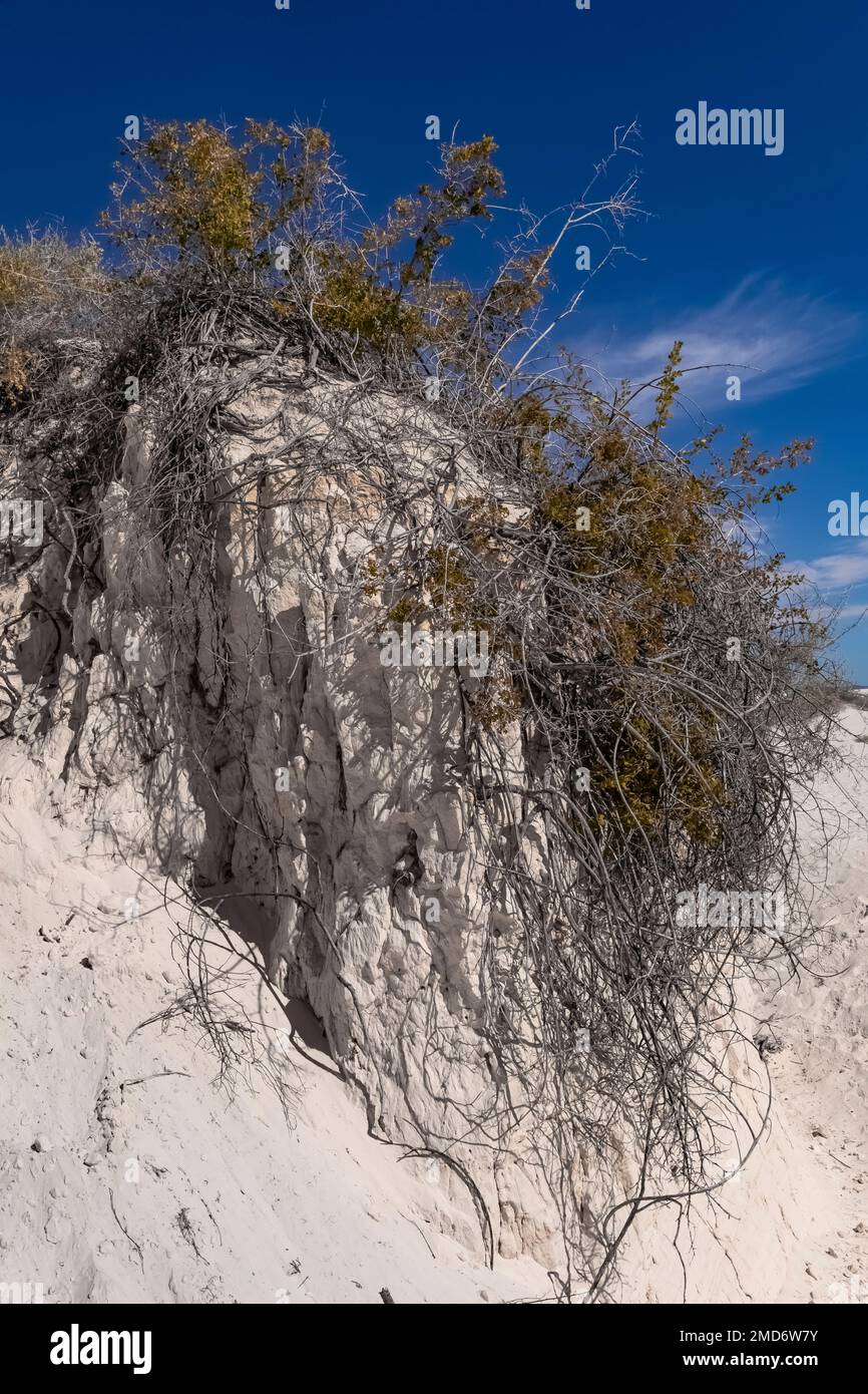 Skunkbush Sumac, Rhus trilobata, roots holding a gypsum dune in White Sands National Park, New