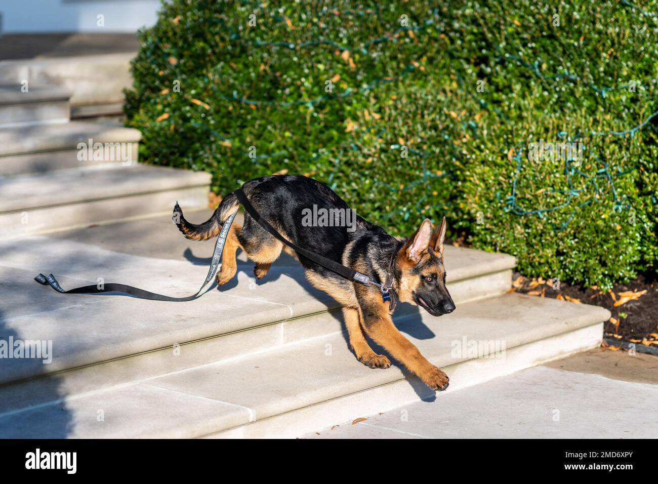 Reportage New Biden family dog Commander plays in the White House Rose Garden, Wednesday