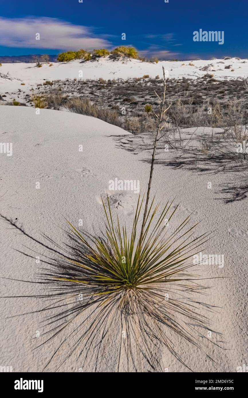 Soaptree Yucca, Yucca elata, growing in the shifting gypsum dunes of