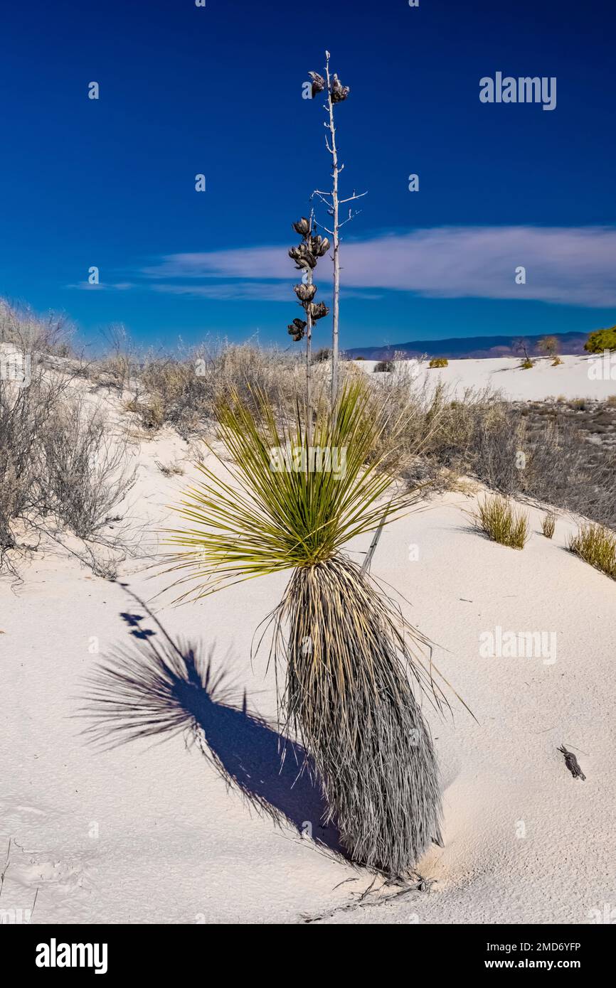 Soaptree Yucca, Yucca elata, growing in the shifting gypsum dunes of